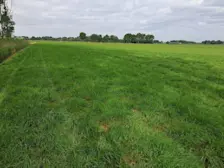 De weilanden van Gerrit Woertink liggen er prachtig, groen bij - Gerrit Woertink