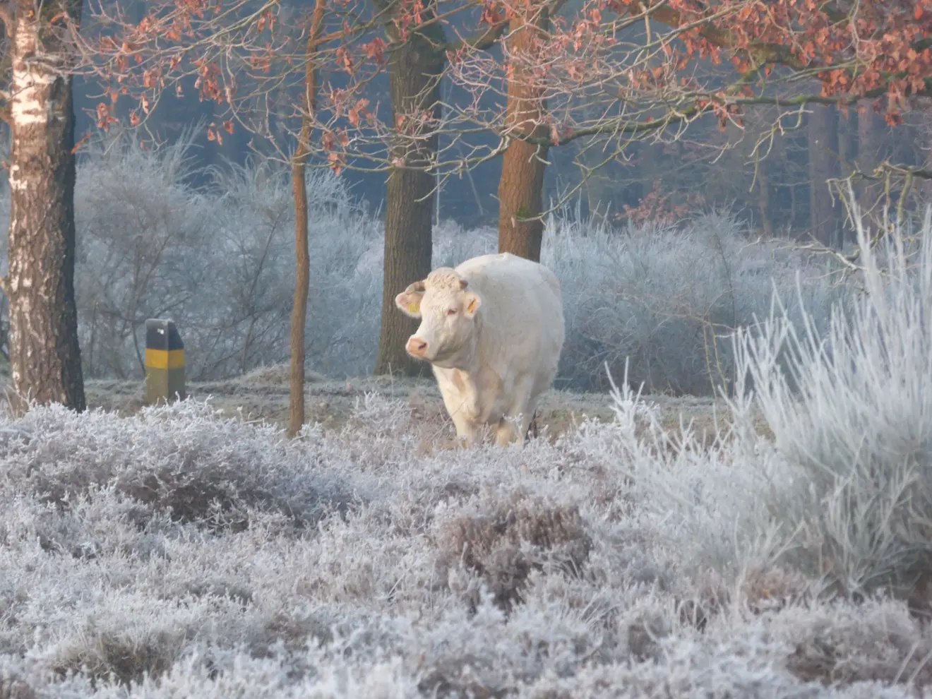 Een grote grazer geniet van de vorst op de heide bij Hilversum - Chris Meewis