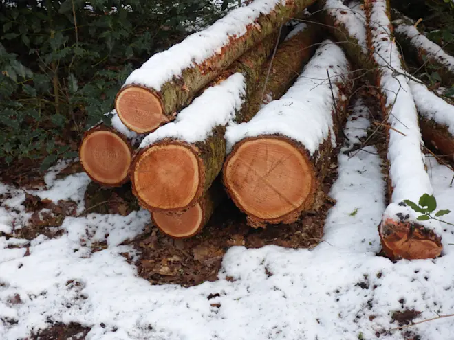 Sneeuw, vorig jaar op 24 januari - Chris Meewis