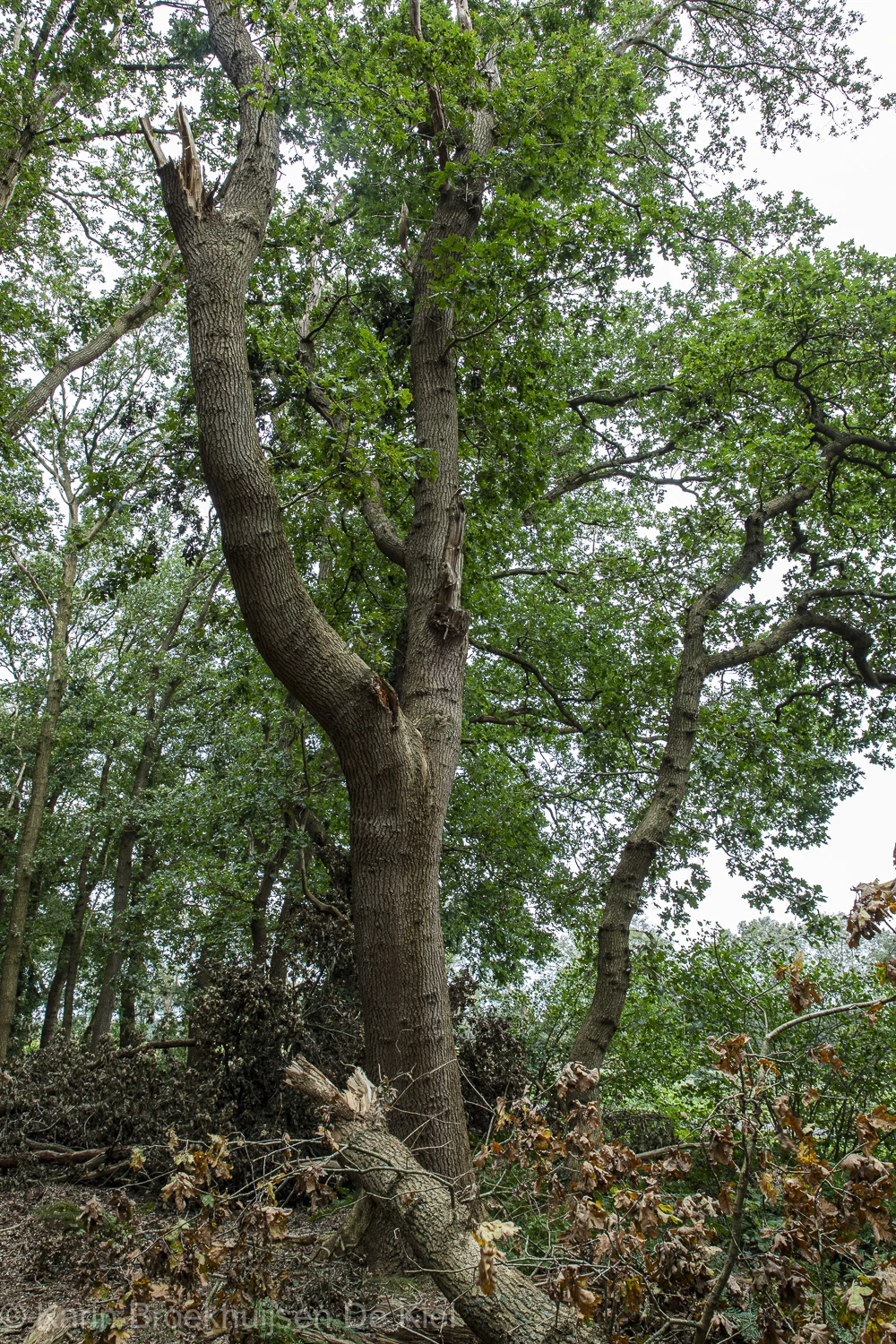 Nog meer schade in het bos in de buurt van Schoonloo. Een valwind was de oorzaak - Karin Broekhuijsen