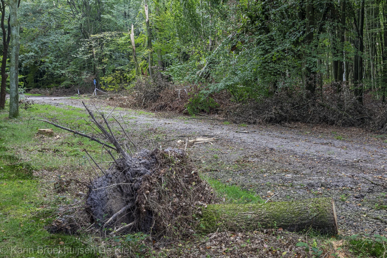 Een stukje verderop treffen we opnieuw omgevallen bomen aan - Karin Broekhuijsen