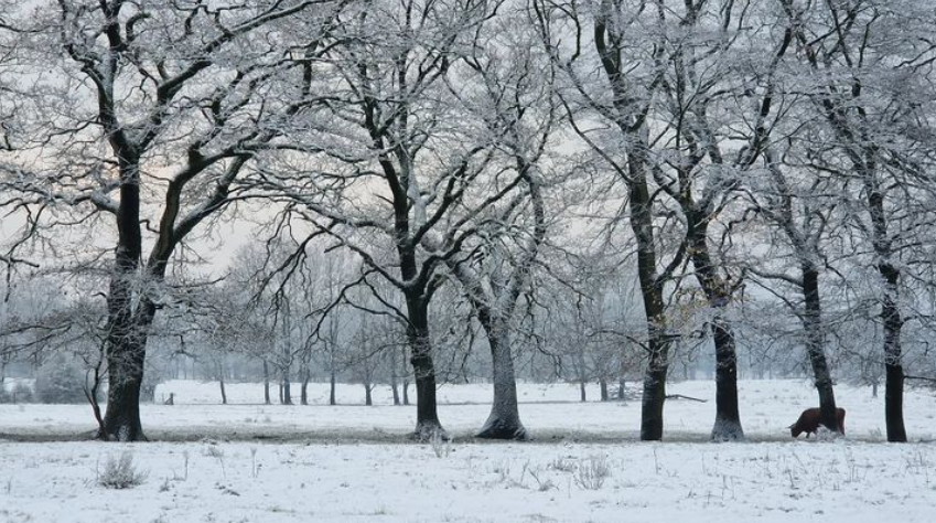 Een klein beetje winter, eind november 2023 - Reinout van den Born