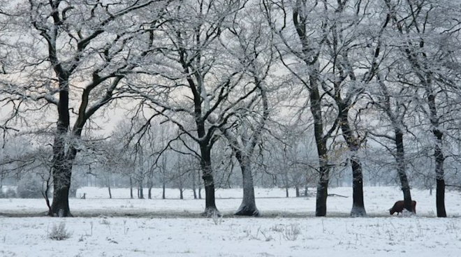 Een klein beetje winter, eind november 2023 - Reinout van den Born