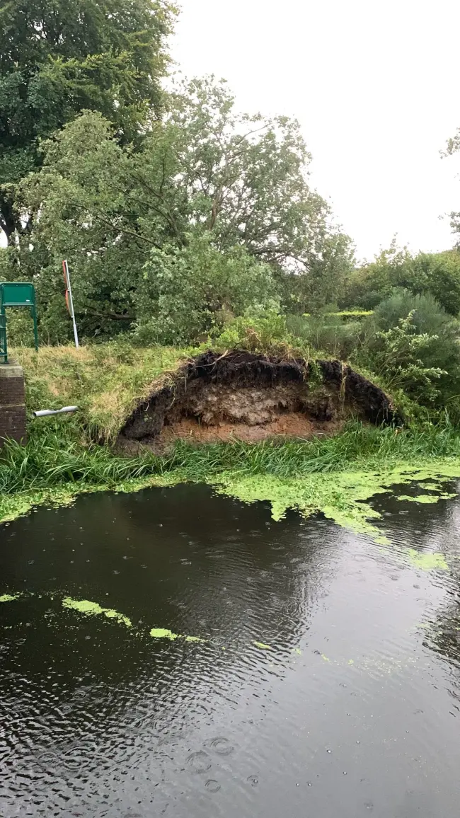 Joost Woertink omgewaaide boom