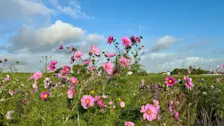 Bloemen, blauwe lucht en een paar wolken. Het kan slechter in de herfst - Jolanda Bakker