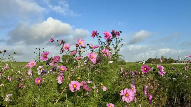 Bloemen, blauwe lucht en een paar wolken. Het kan slechter in de herfst - Jolanda Bakker