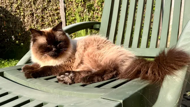 Ook de katten genieten van het aangename zomerweer van dit moment - Jolanda Bakker