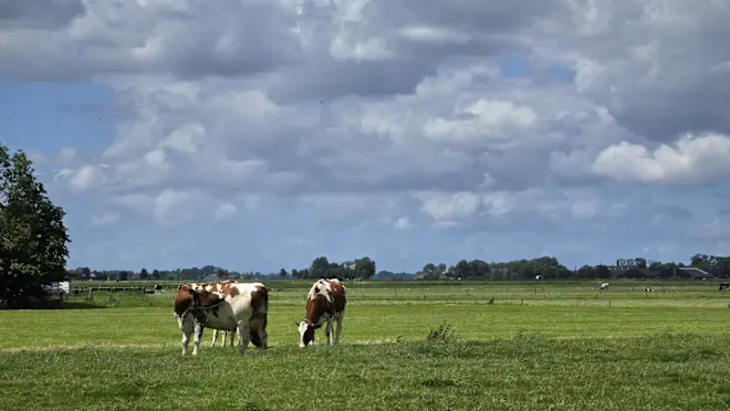 De koeien in Groningen genieten buiten van de zon - Jannes Wiersema