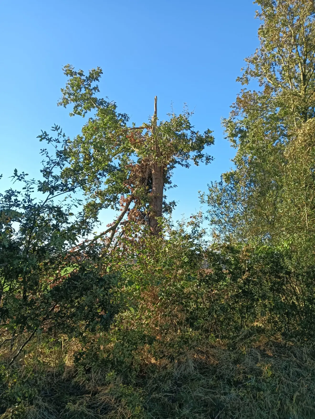 Nog een foto van schade aan bomen op de Hammen bij Westerbork - Gerrit Woertink