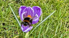 Een hommel doet zich tegoed aan nectar aan het begin van deze lente - Jolanda Bakker