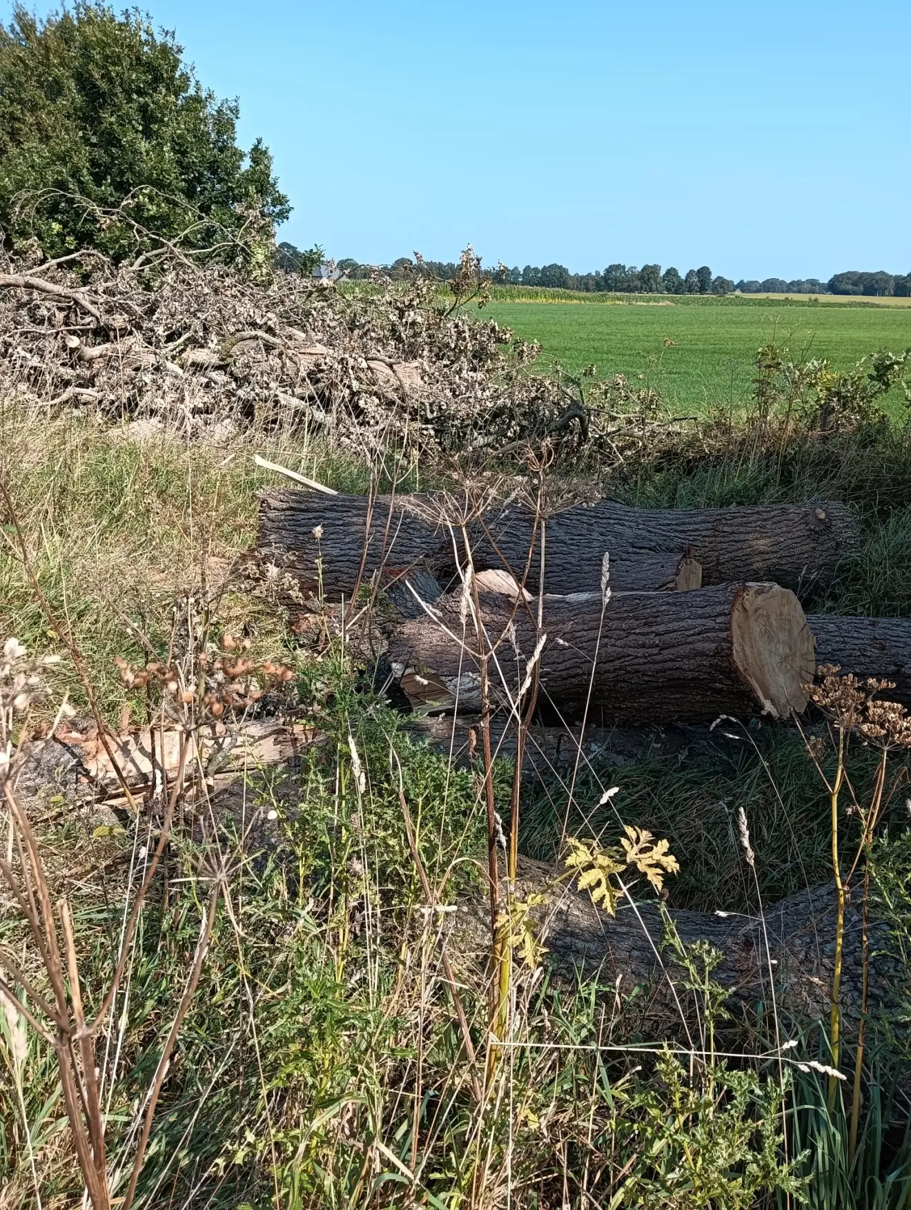 Schade aan bomen bij het kanaal - Gerrit Woertink