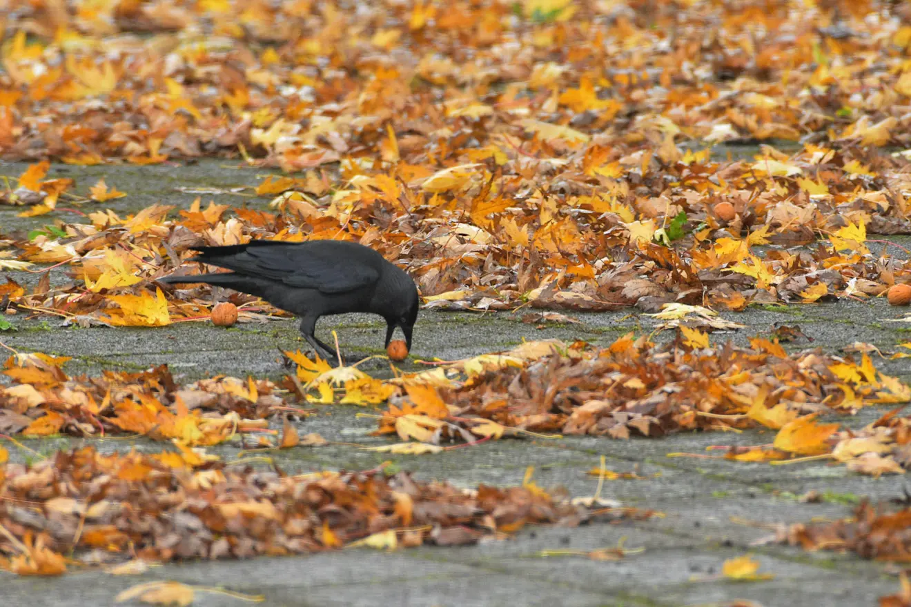 Het is herfst. De vogels hebben voedsel te over - Cynthia van Leusden