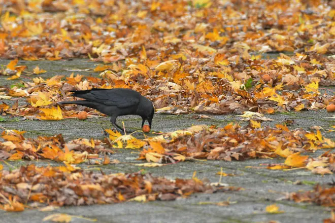 Het is herfst. De vogels hebben voedsel te over - Cynthia van Leusden