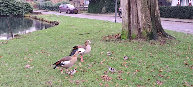 Nijkganzen en pulletjes, in een park in Velp - Grieta Spannenburg