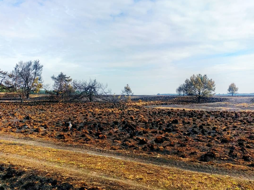 Verbrande natuur in de buurt van Otterlo, in augustus 2018 - Reinout van den Born.