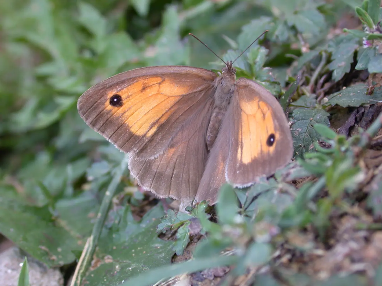 Het bruin zandoogje is de meeste getelde vlinder in Nederland. Op de foto het vrouwtje - Wikipedia