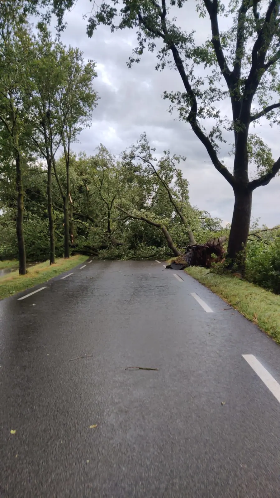 Bomen om op de Elperstraat, nadat de valwind daar is gepasseerd - Erik Kruizinga