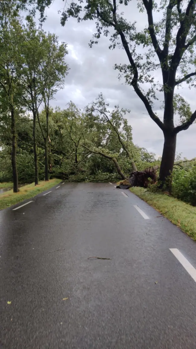 Bomen om op de Elperstraat, Erik Kruizinga