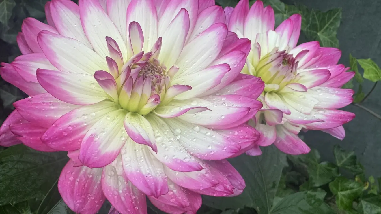 Regen op een kleurrijke bloem - Jolanda Bakker