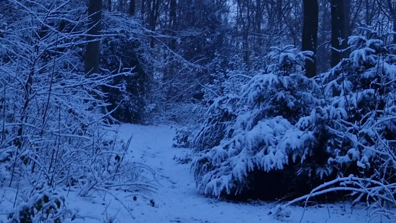 Het winterse plaatje is compleet - Reinout van den Born