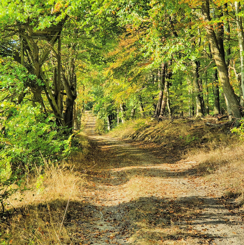 Droogte en hitte in de Taunus - Reinout van den Born