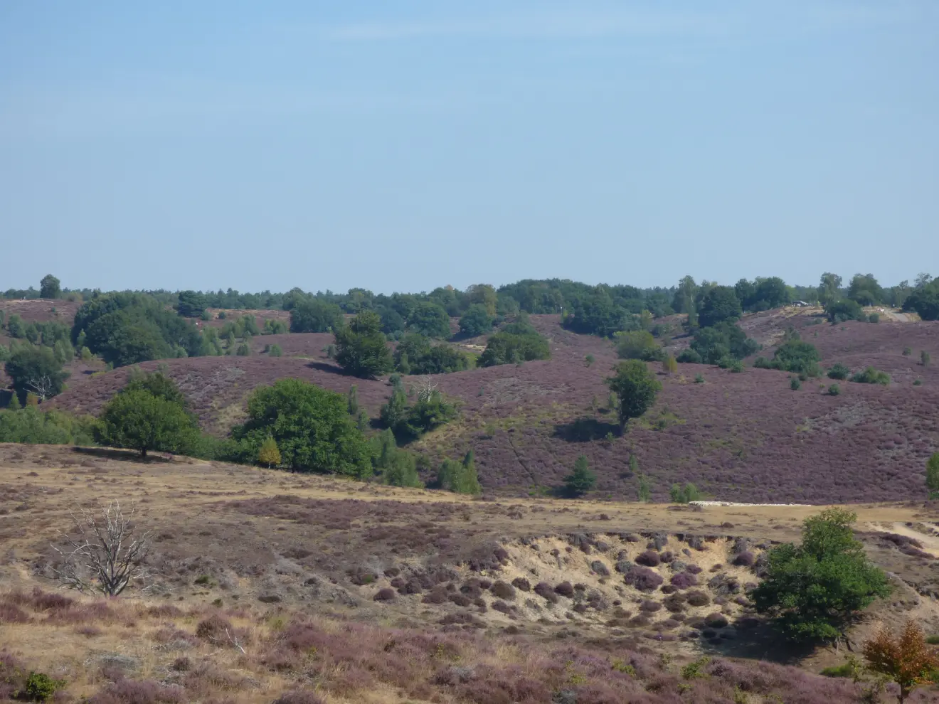 Bloeiende heide in Otterlo - Chris Meewis