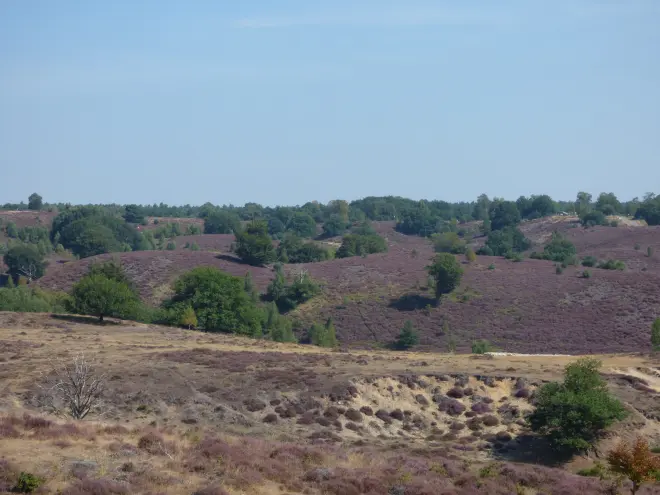 Bloeiende heide in Otterlo - Chris Meewis