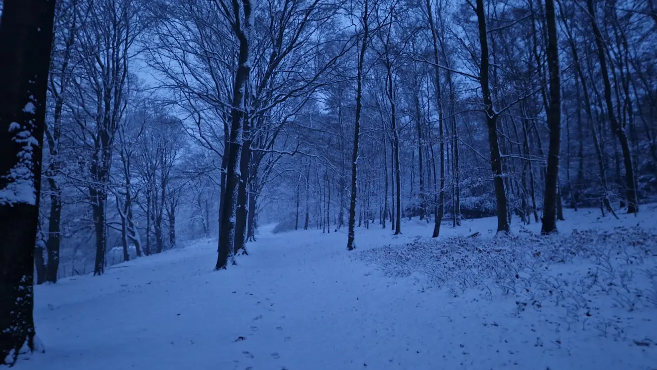 Ook in het bos is het mooi - Reinout van den Born