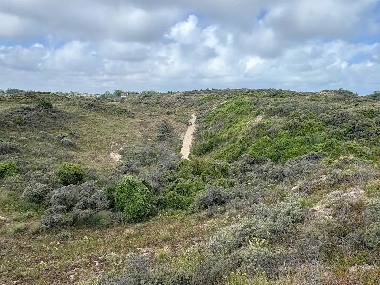 Natuur en Bos 1 - Pieter Bliek