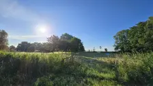 Jannes zon en bomen