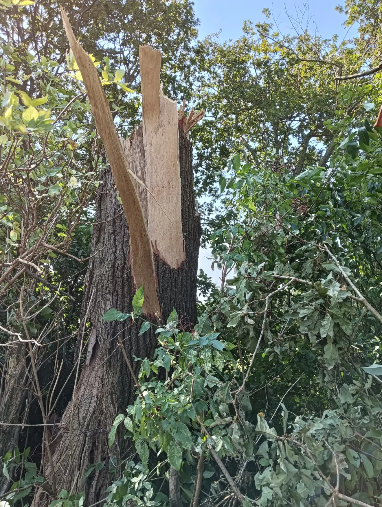 Schade aan bomen tussen Wijster en Holthe - Gerrit Woertink