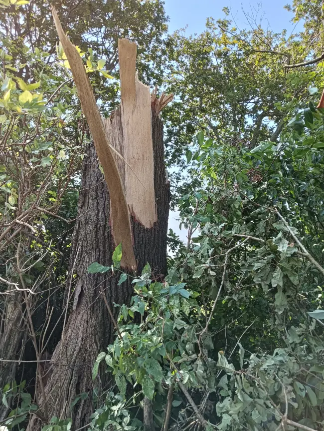 Gerrit uit de boom gedraaid