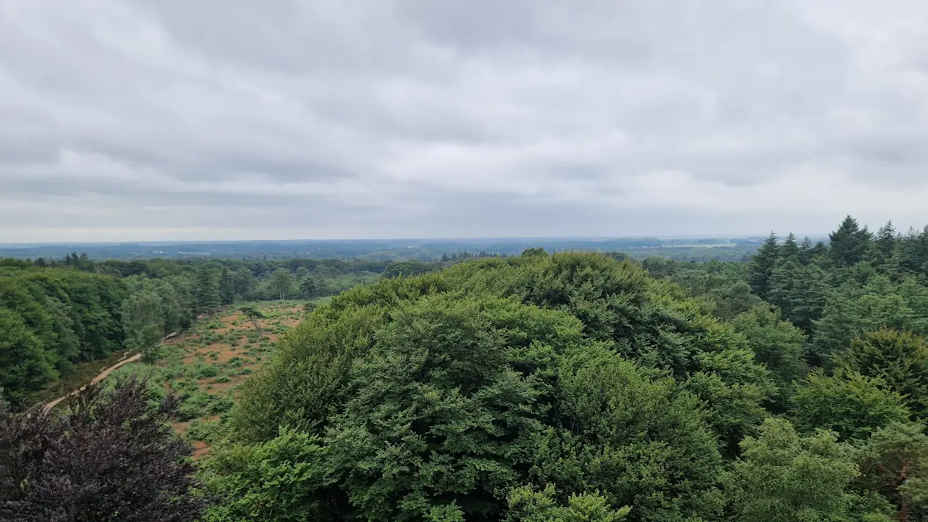 Uitzicht over de Kaapse Bossen vanaf de uitkijktoren - Reinout van den Born
