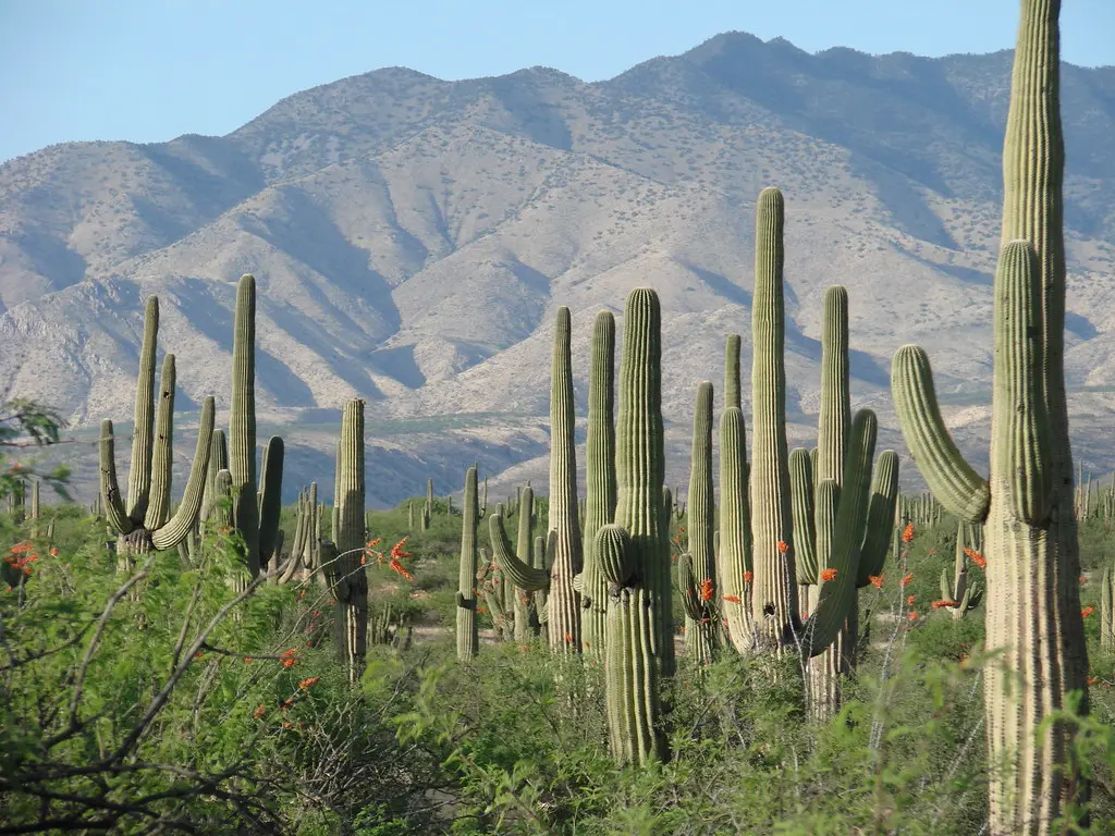 In de Sonorawoestijn in Mexico ligt de plaats Tepache waar het op 20 juni 52 graden werd - Wikipedia