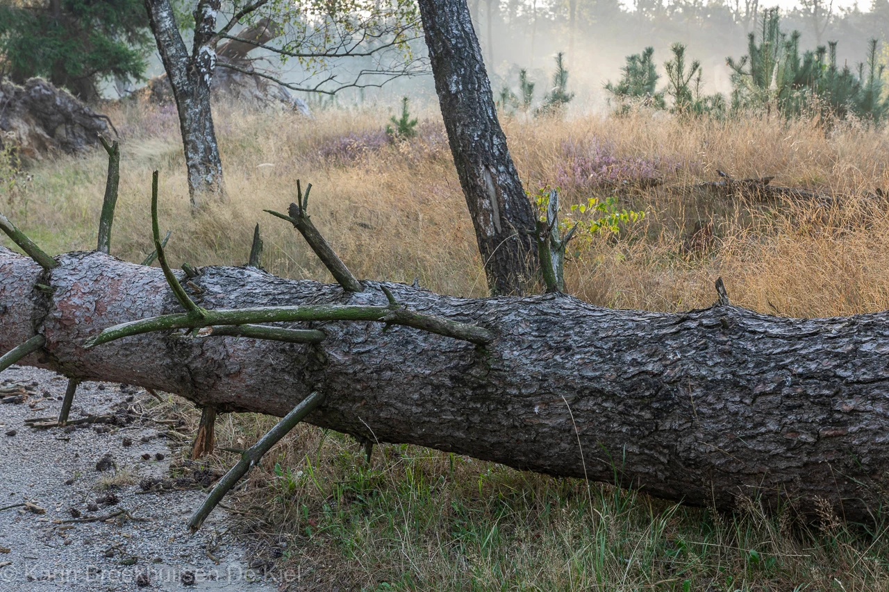 Toch blokkeren bomen op diverse plaatsen nog het pad - Karin Broekhuijsen