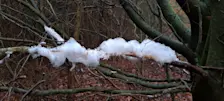 IJshaar op een tak in de bossen bij het Gelderse Almen - Grieta Spannenburg