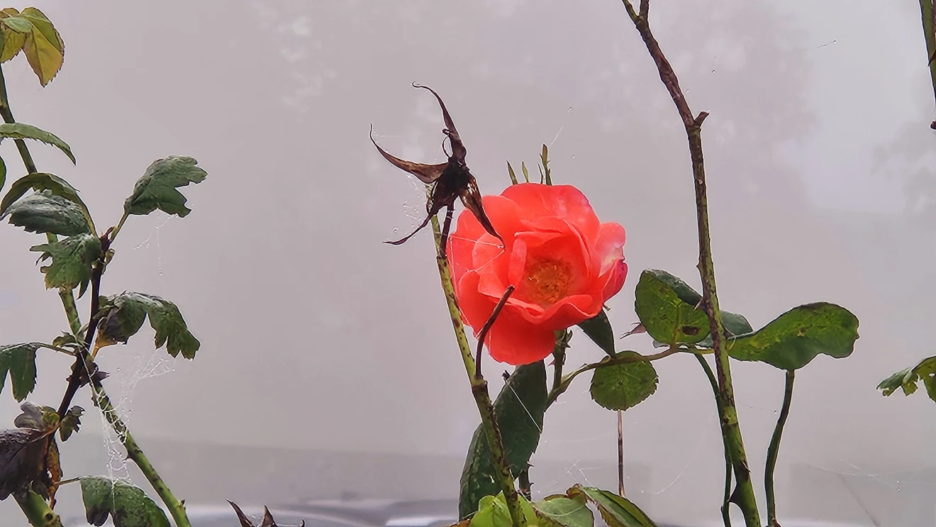 Bloemen geven kleur in de mist - Nely van Frankenhuyzen