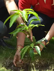 Het planten van bomen om meer CO2 uit de lucht te halen, is een natuurlijke manier van geo-engineering - Wikipedia