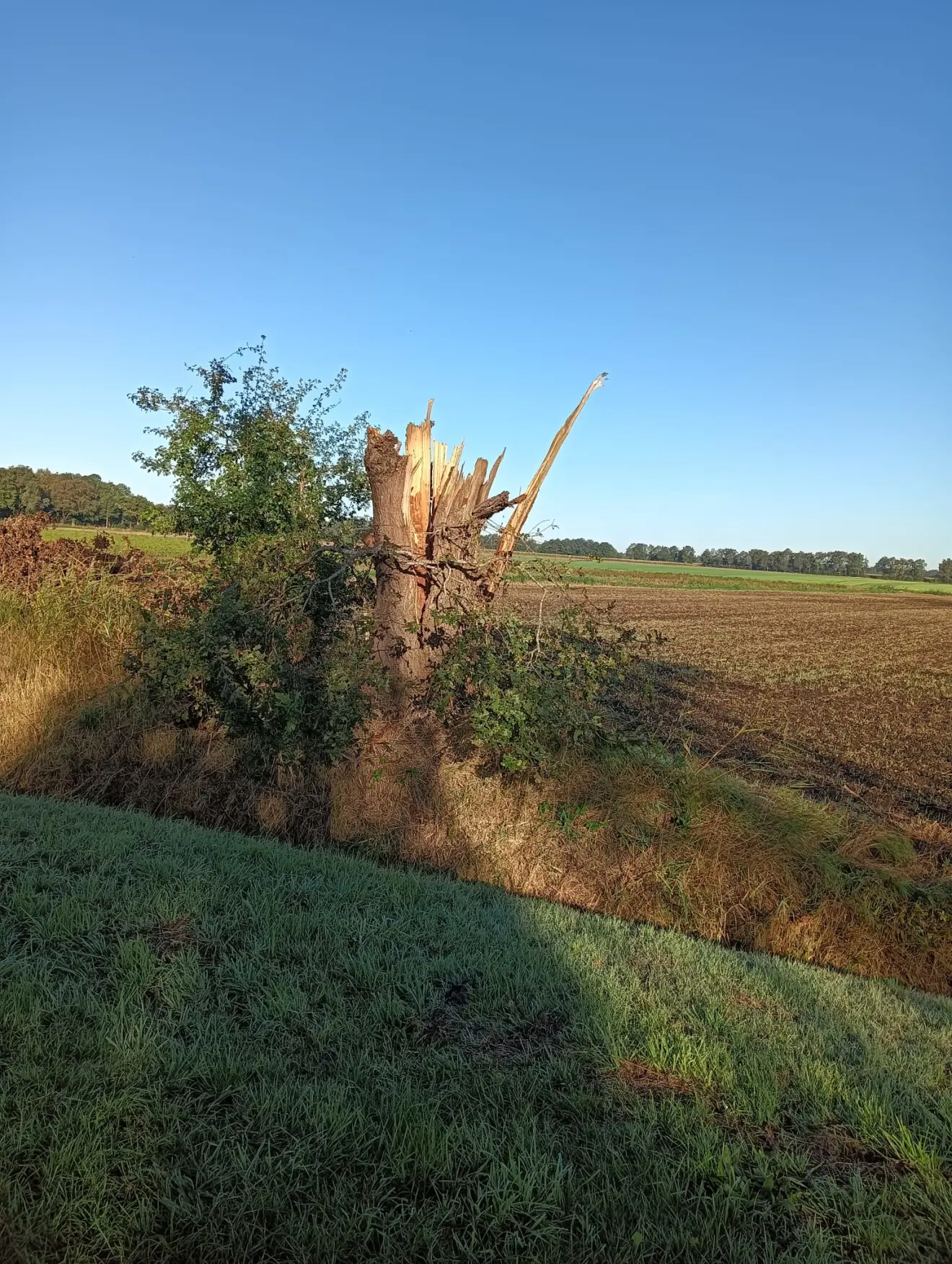 Schade aan bomen op de Hammen - Gerrit Woertink