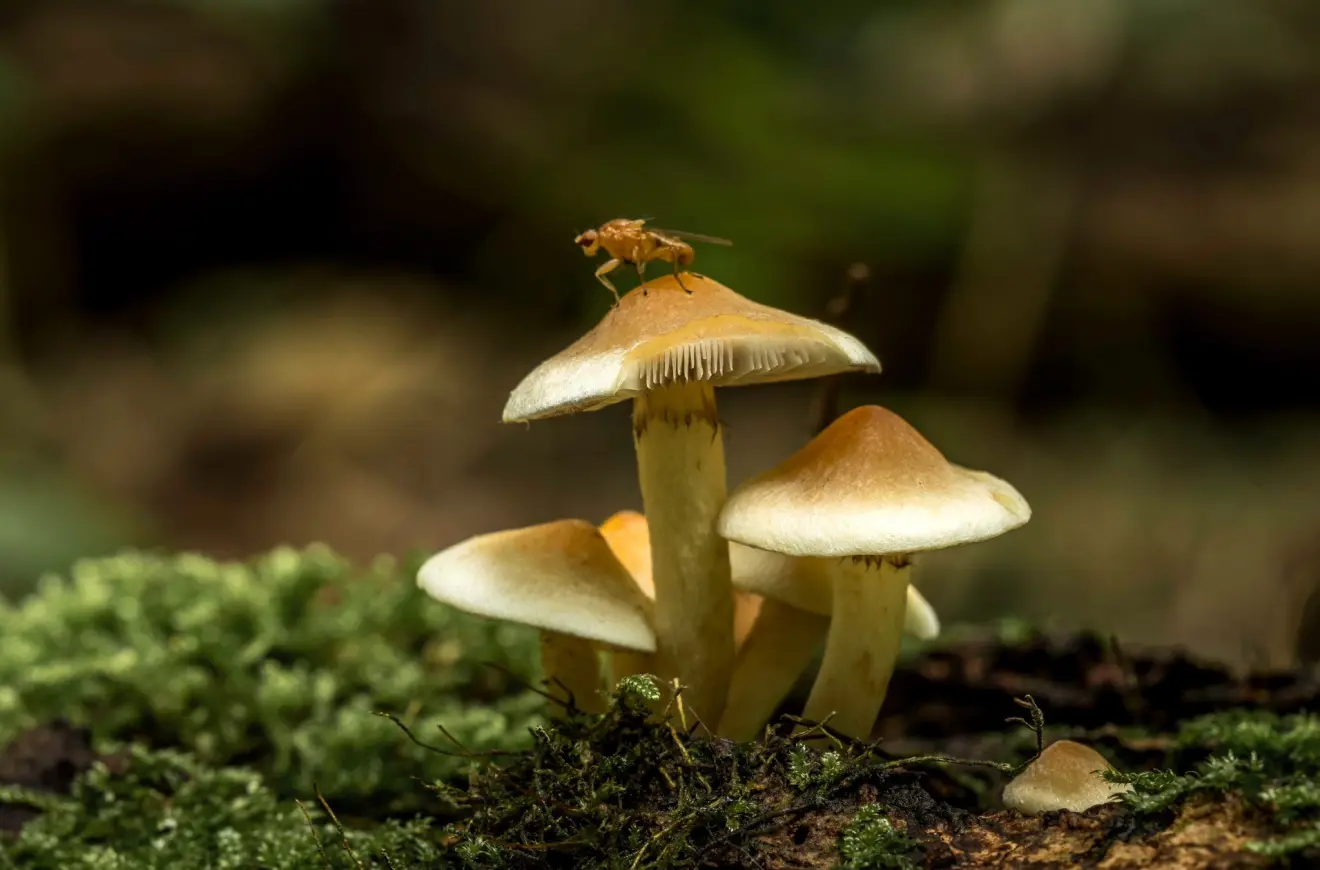 Hoewel het weer de komende dagen opknapt, schrijdt de herfst voort. En dat ziet er mooi uit - John Oomen