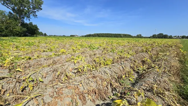 De aardappelplanten verdrogen op het veld - Jannes Wiersema