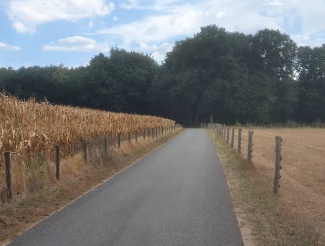 Extreme droogte in september 2022 in de omgeving van Garderen, op de Veluwe. Foto: Reinout van den Born.