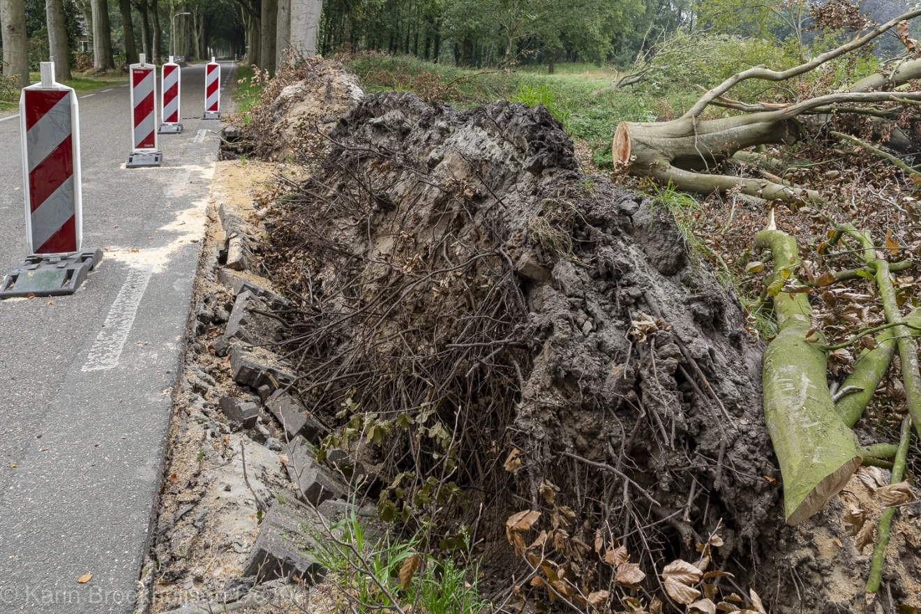 Een rijtje bomen in Kostvlies ligt op zijn kant. De weg heeft het net overleefd - Karin Broekhuijsen