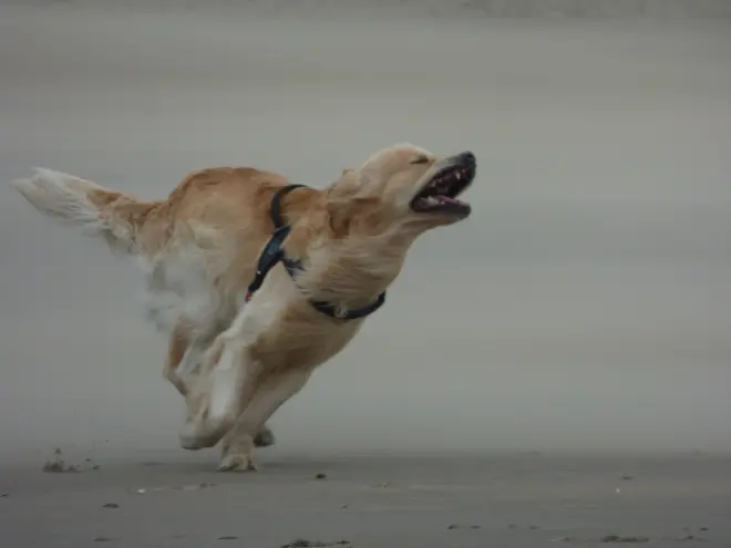 Lekker uitwaaien in de wind - Chris Meewis