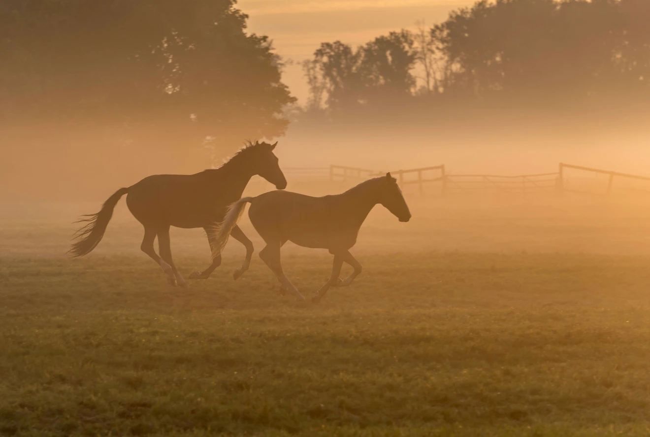 Paarden dansen in de mist - John Oomen