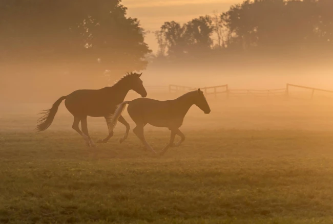 Parden dansen in de mist John Oomen