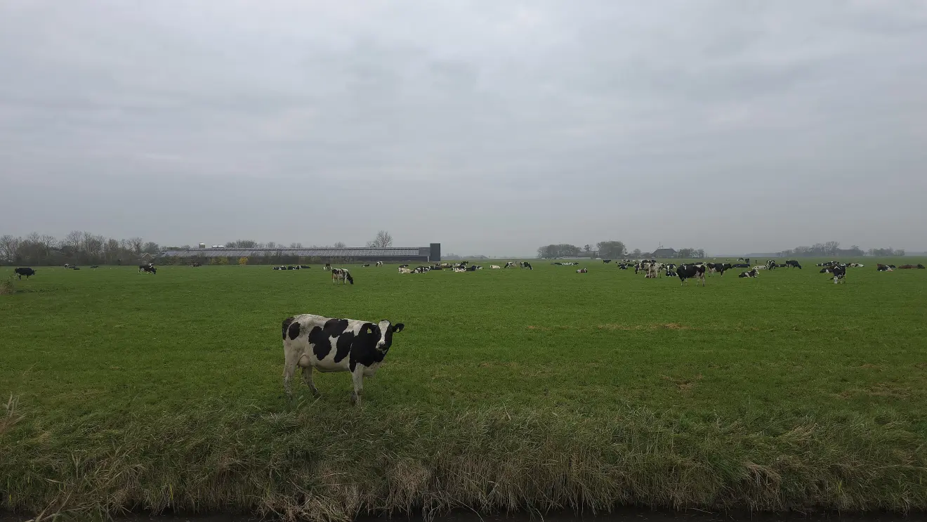 Koeien in de wei onder een bewolkte lucht - Jannes Wiersema