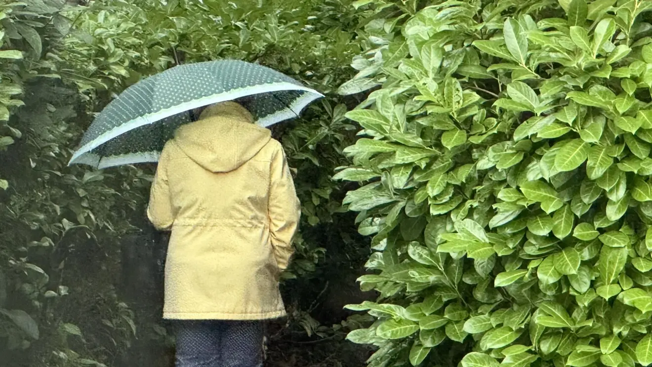 De komende 30 uur valt veel regen in Nederland - Jolanda Bakker