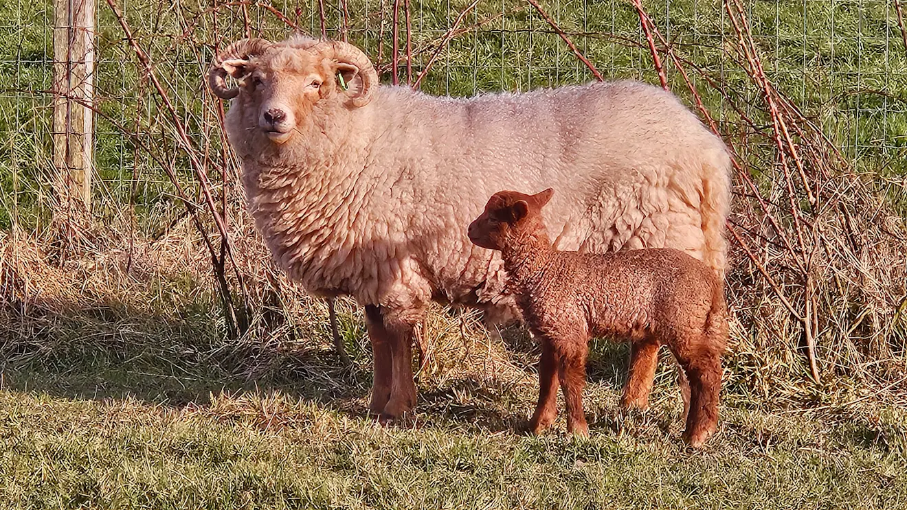 Ook zij hebben zin in de lente - Nely van Frankenhuyzen