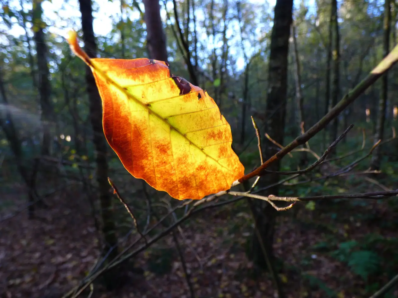 Het begin van de herfst kan nostalgische gevoelens oproepen - Chris Meewis